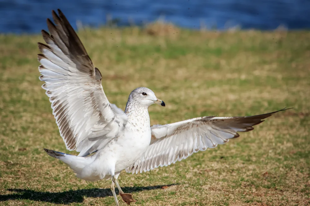 Ringelmöwe (Larus delawarensis)