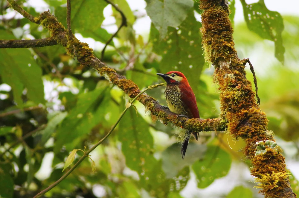 Rivolis Specht (Colaptes rivolii)