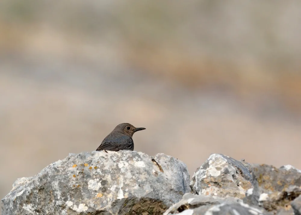 Robbins' Tapaculo (Scytalopus schulenbergi)