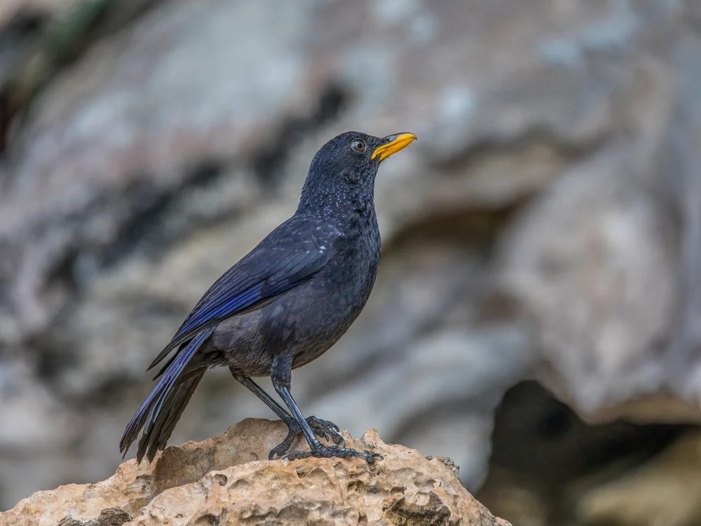 Robinsons Pfeifdrossel (Myophonus robinsoni)