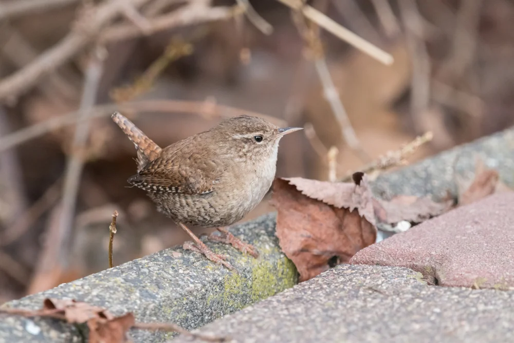 Robuste Felsen-Dickichtschlüpfer (Crateroscelis robusta)