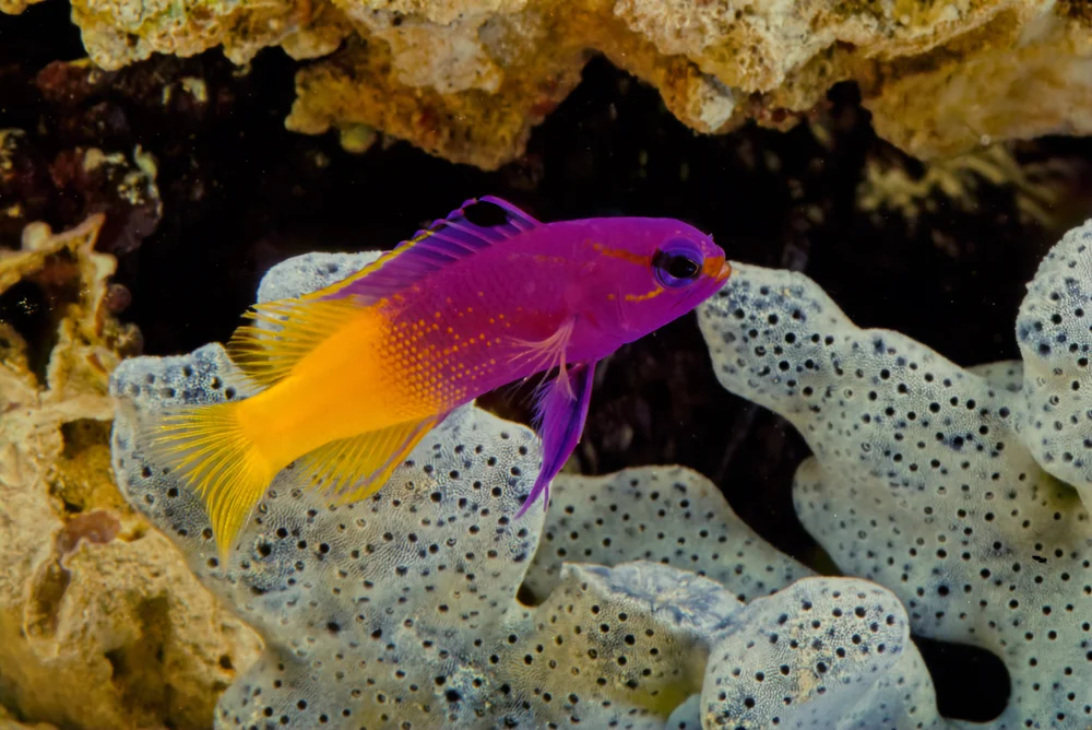 Rochensäger (Grammatidae)