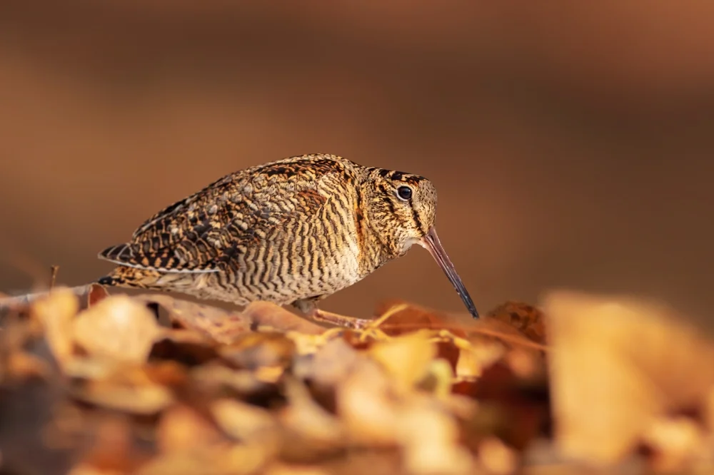 Rochussen-Waldschnepfe (Scolopax rusticola)