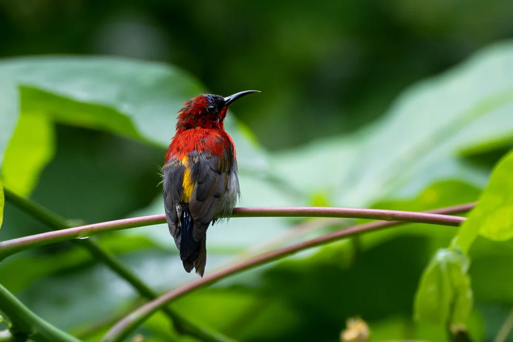 Rockefellers Nektarvogel (Cinnyris rockefelleri)