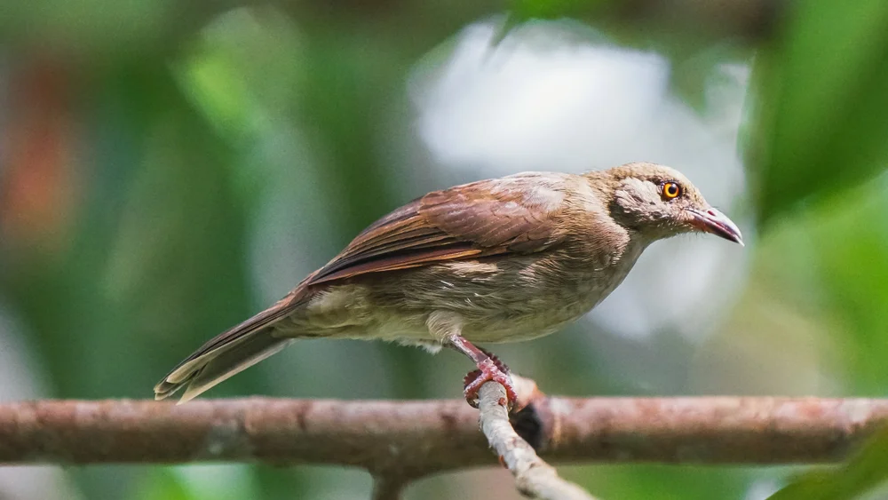 Röteldickschnabel (Pycnonotus brunneus)