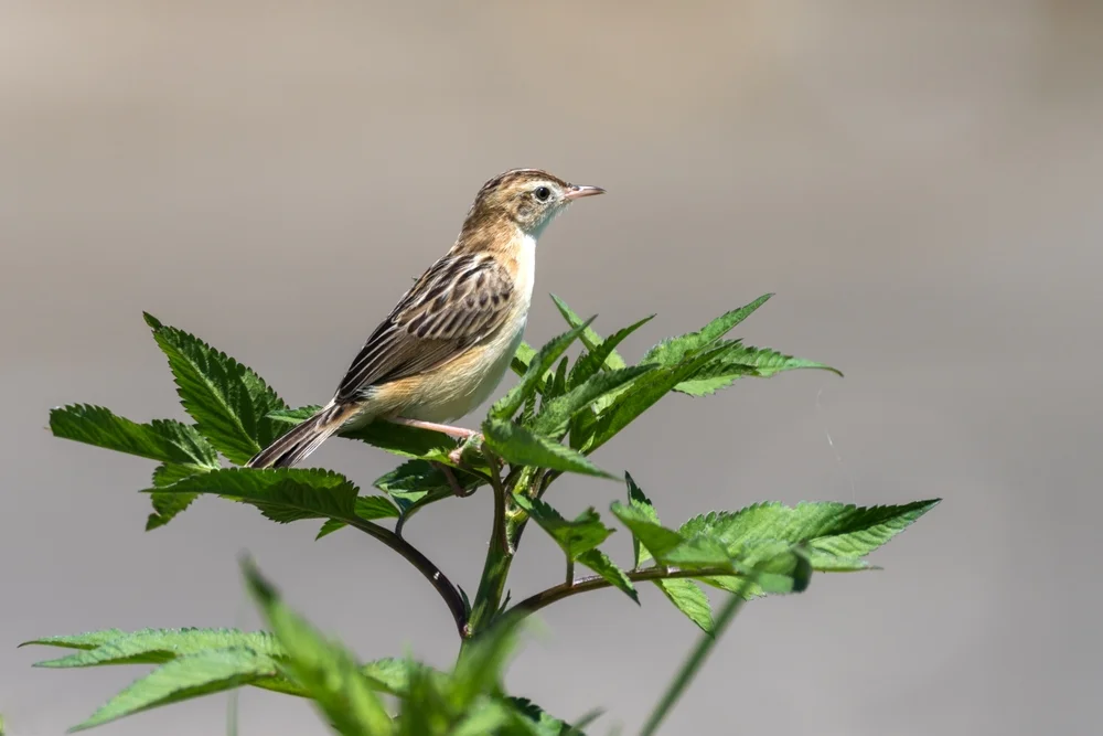 Rötelfleck-Cistensänger (Cisticola marginatus)