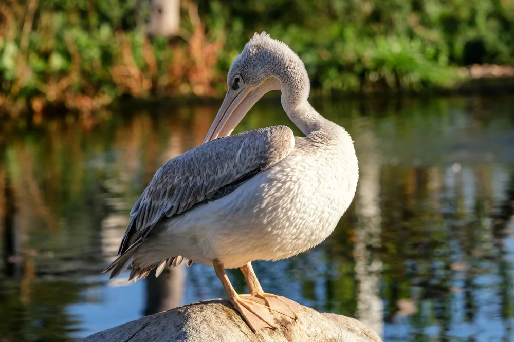 Rötelpelikan (pelecanus rufescens)