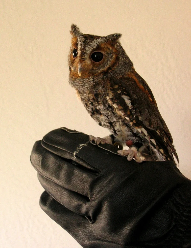 Rötliche Zwergohreule (Otus rutilus)