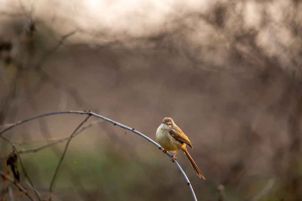 Rötlicher Grasmückenrohrsänger (Prinia rufescens)
