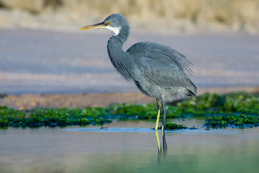 Rötlicher Reiher (Egretta gularis)