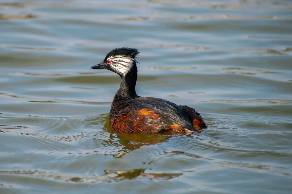 Rollands Eisvogel (Rollandia rolland)