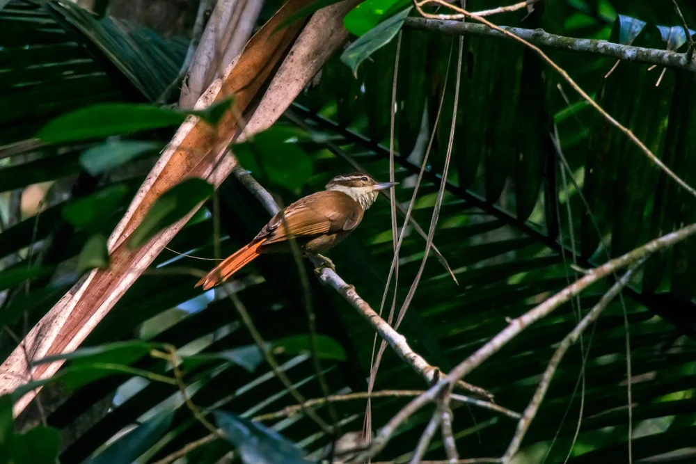 Roraima-Elsterdrossel (Syndactyla roraimee)