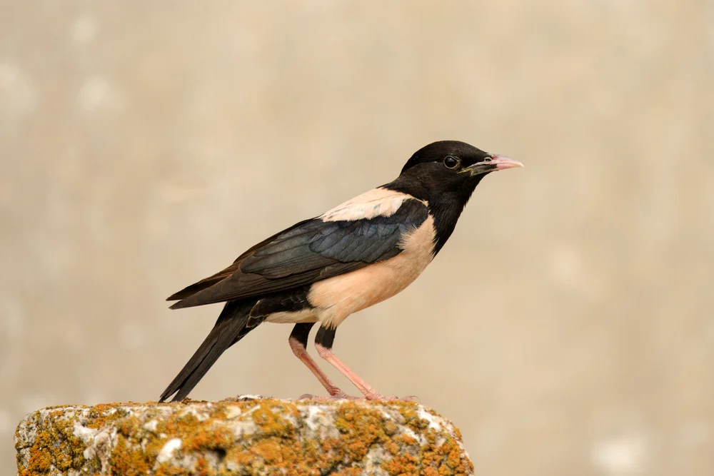 Rosa Star (Pastor roseus)