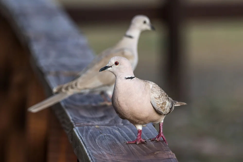 Rosa-Turteltaube (Streptopelia roseogrisea)