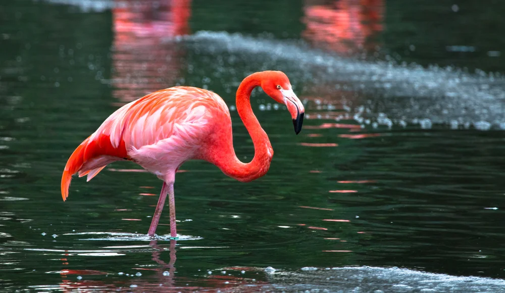 Rosaflamingo (Phoenicopterus ruber)