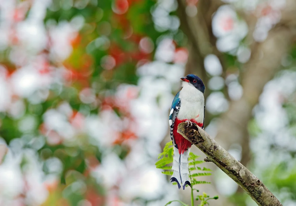 Rosaflanken-Schattenkolibri (Priotelus roseigaster)