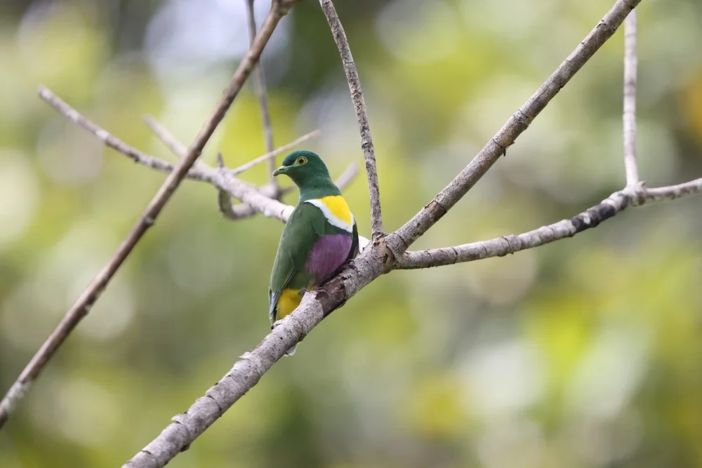 Rosakopf-Fruchttaube (Ptilinopus rivoli)