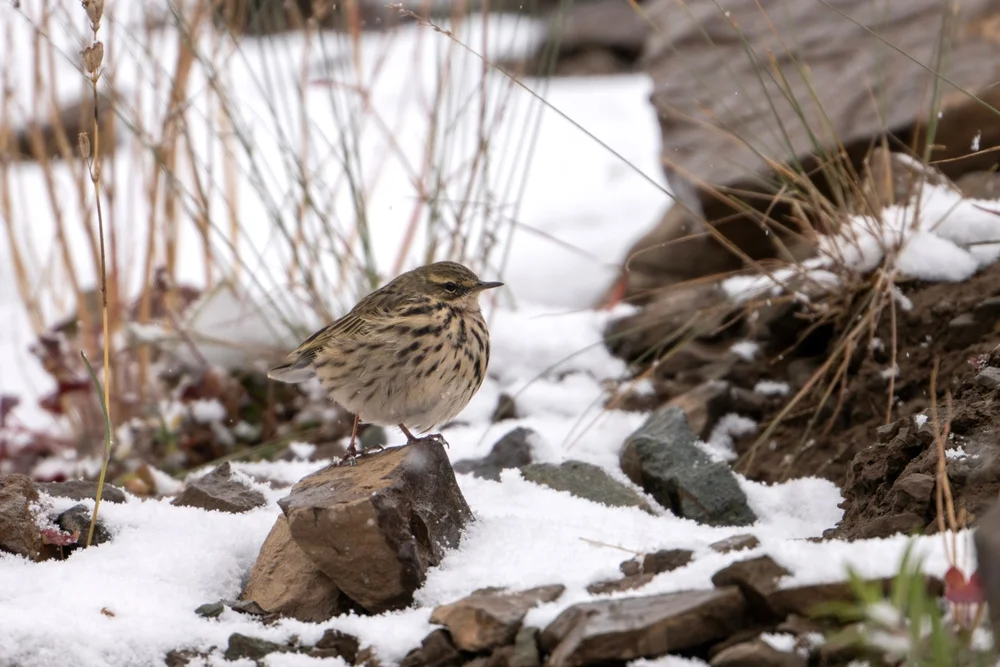 Rosapieper (Anthus roseatus)