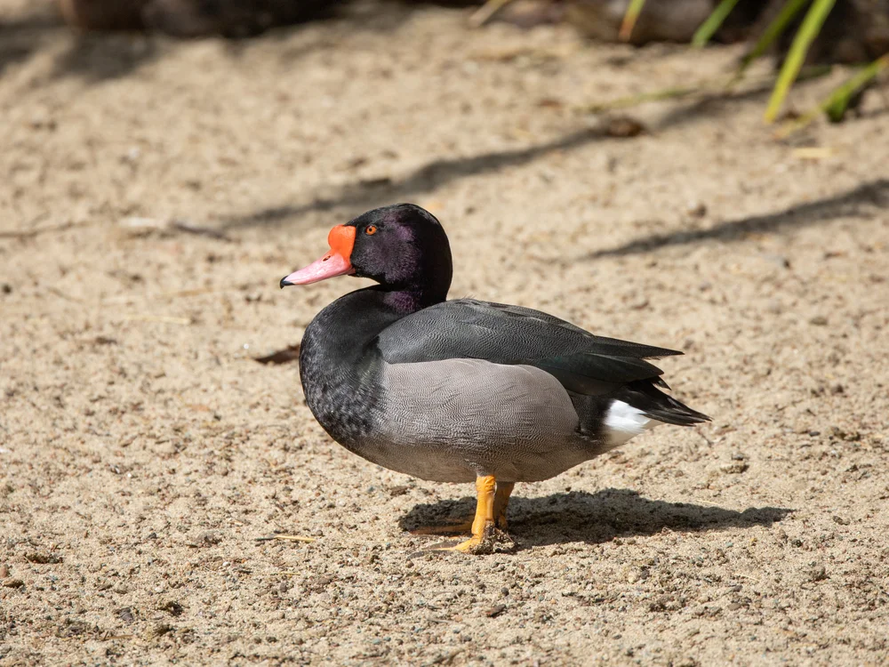 Rosarote Pochard (Netta peposaca)