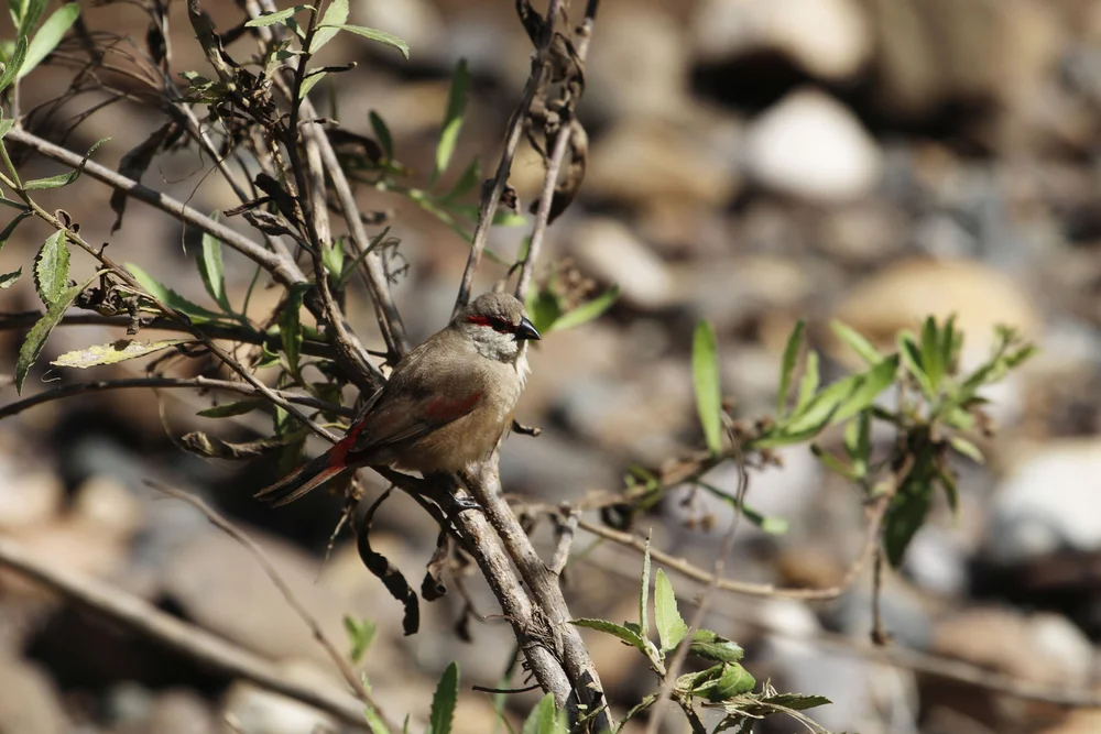Rosastrild (Estrilda rhodopyga)
