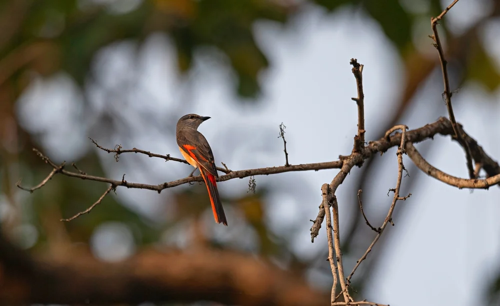 Rosé-Minivett (Pericrocotus roseus)