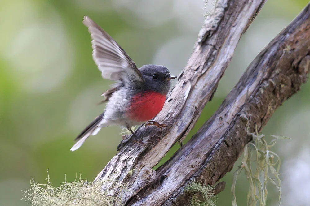 Rosenkehl-Schnäpper (Petroica rosea)