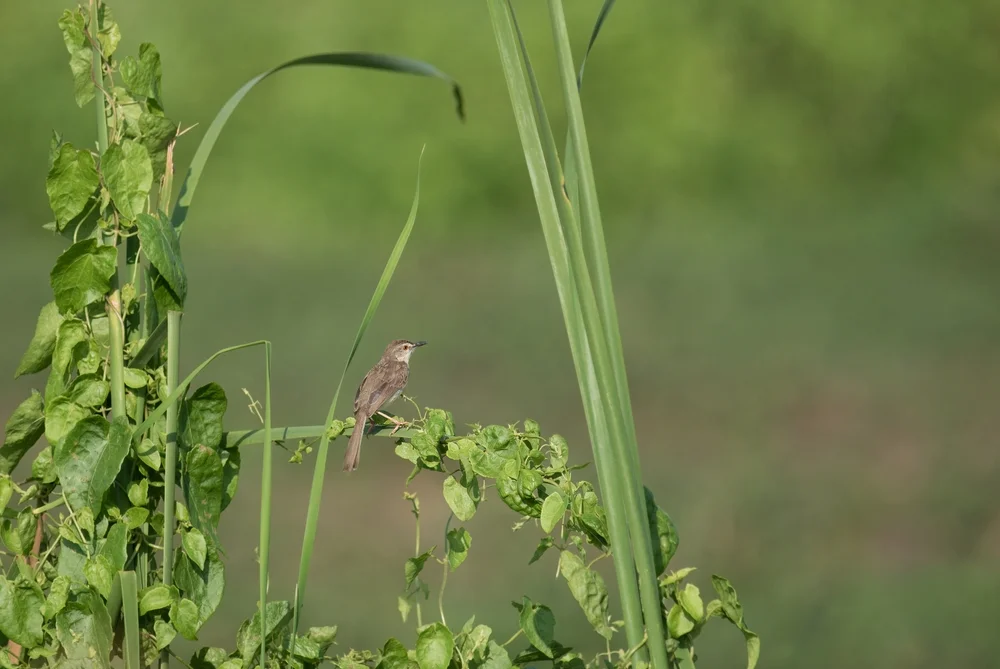 Rost-Cistensänger (Cisticola rufus)