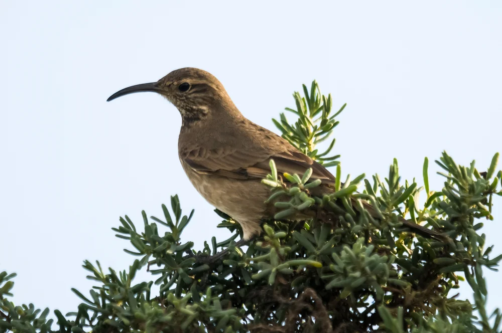 Rostbauch-Andenläufer (Upucerthia saturatior)