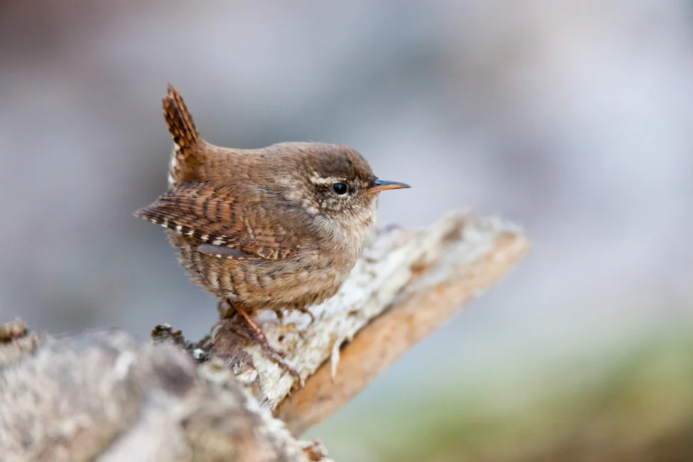 Rostbauch-Baumläufer (Cinnycerthia fulva)