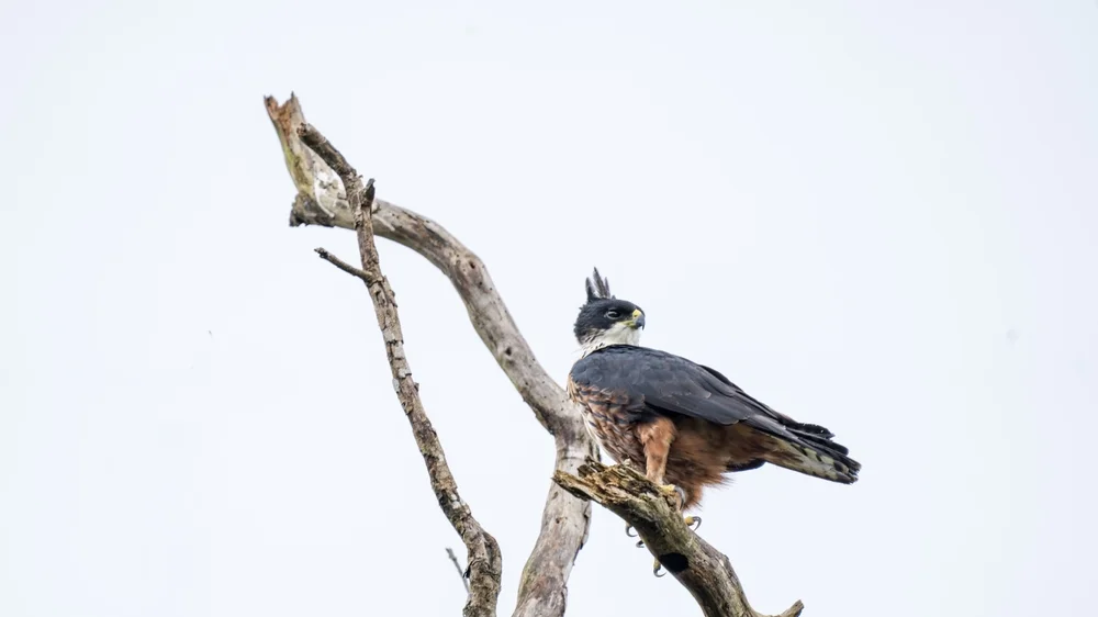 Rostbauch-Bazafalke (Lophotriorchis kienerii)