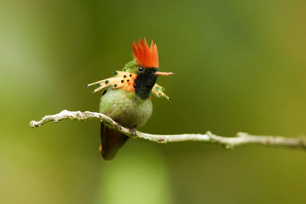 Rostbauch-Buschtyrann (Cnipodectes superrufus)