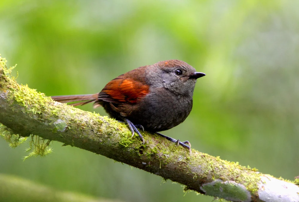 Rostbauch-Dornensteiger (Synallaxis rutilans)