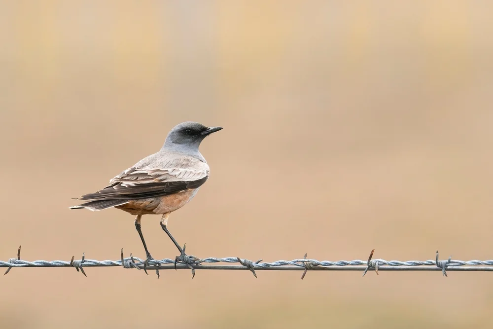 Rostbauch-Monarchtyrann (Neoxolmis rufiventris)