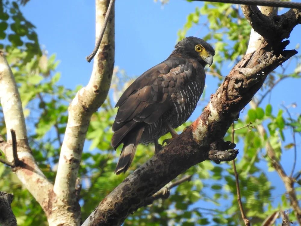 Rostbauch-Schlangenadler (Spilornis rufipectus)