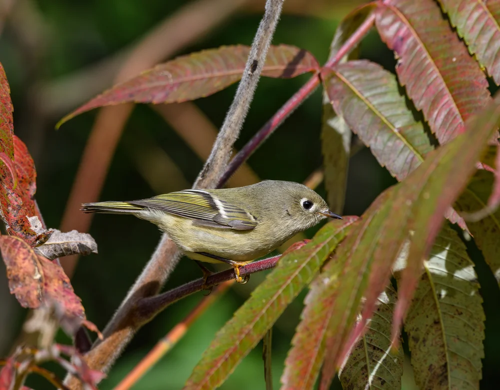 Rostbauch-Tyrann (Phyllomyias burmeisteri)