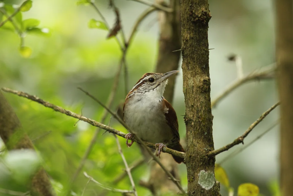 Rostbauch-Zaunkönig (Thryophilus rufalbus)