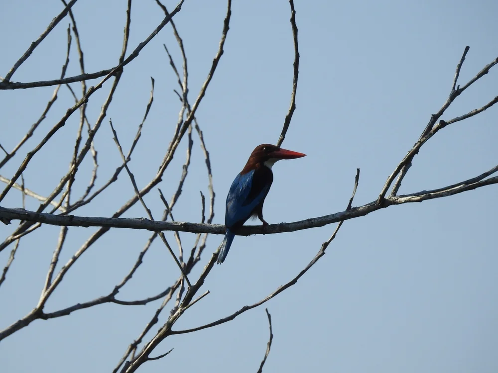 Rostbauchfischer (Halcyon badia)