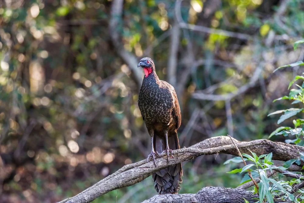 Rostbauchguan (Penelope superciliaris)