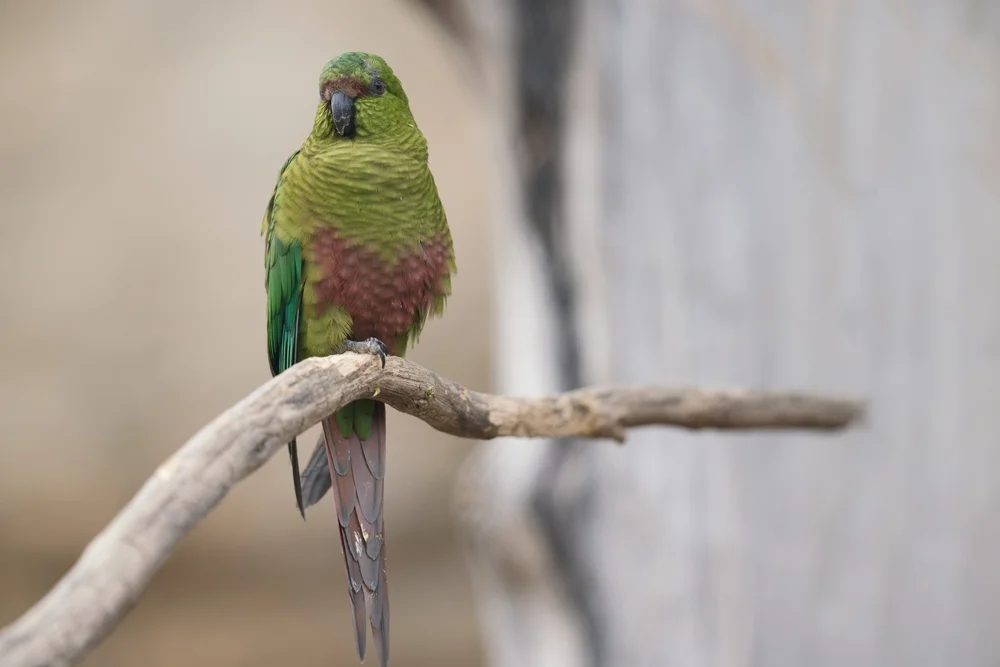 Rostbauchhäher (Enicognathus ferrugineus)