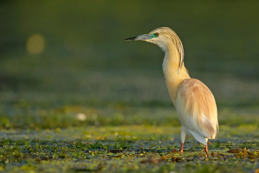 Rostbauchreiher (Ardeola rufiventris)