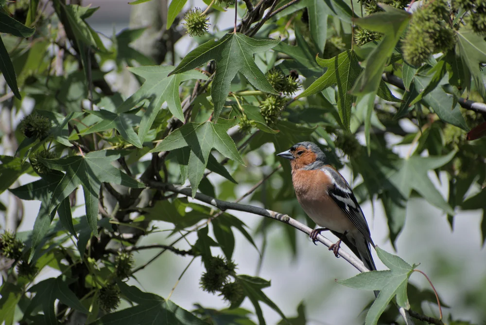 Rostbrauen-Bergsperling (poospiza erythrophrys)
