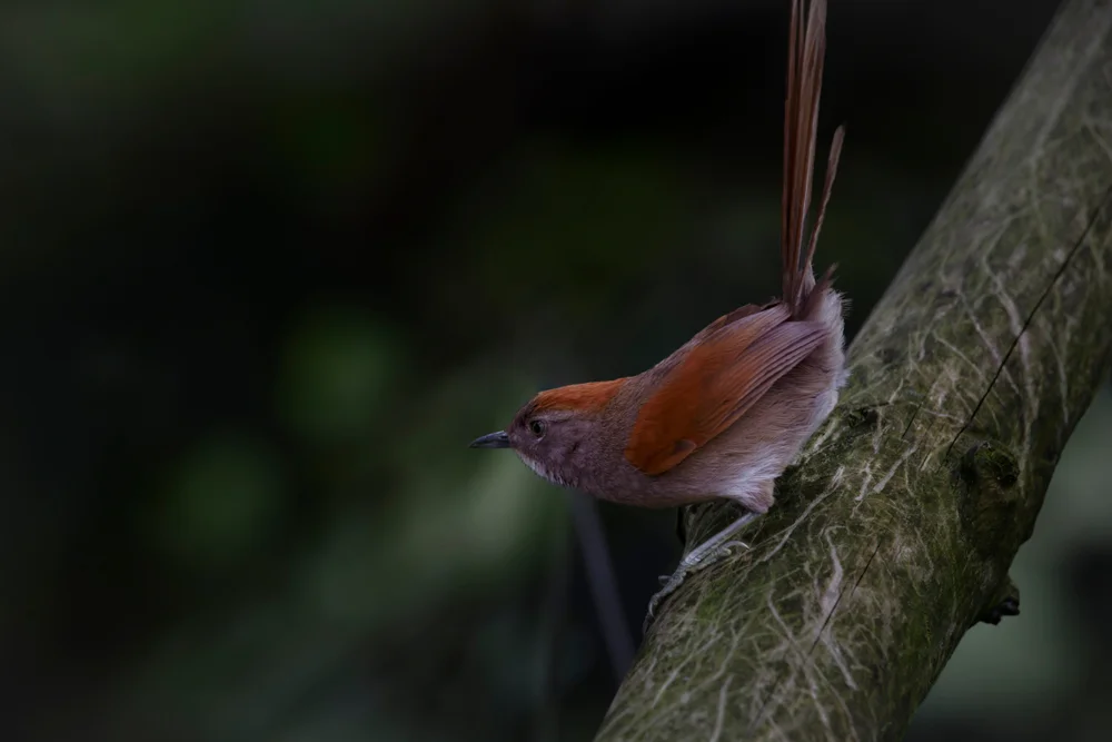 Rostbrust-Dornensteiger (Synallaxis erythrothorax)