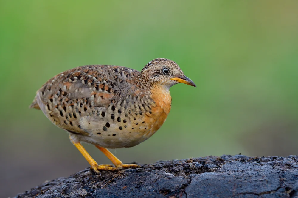 Rostbrust-Laufhühnchen (Turnix pyrrhothorax)