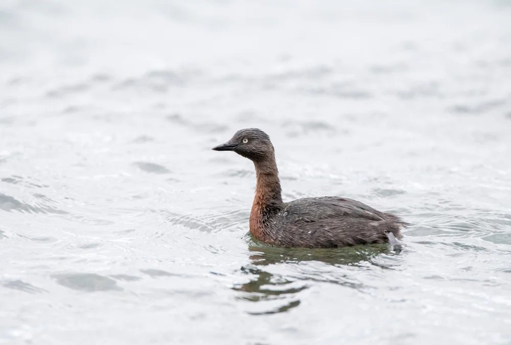 Rostbrust-Sumpfweihe (Poliocephalus rufopectus)