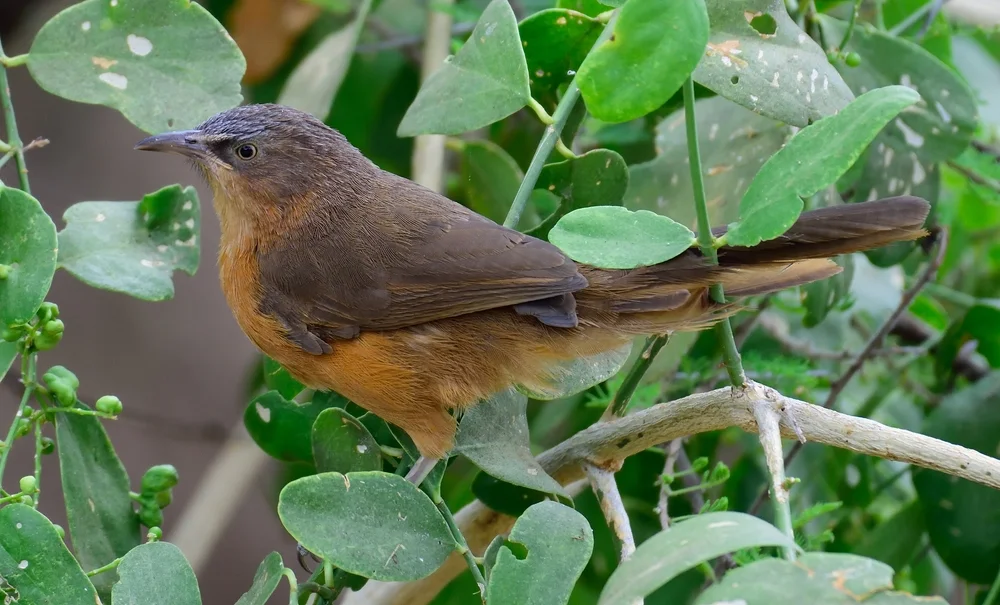 Rostbülbül (Argya rubiginosa)
