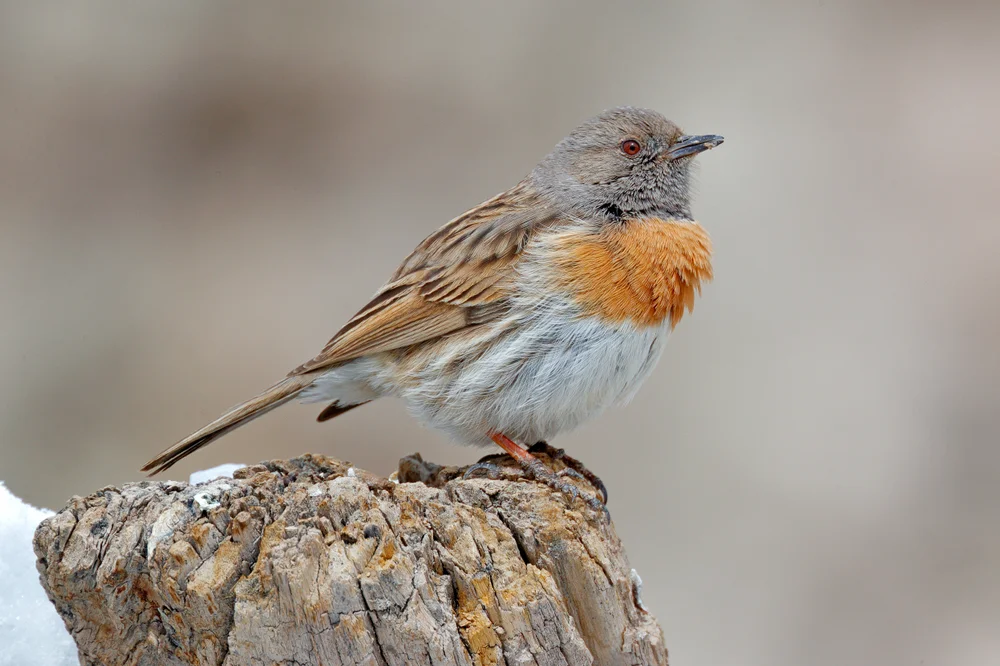 Rostbürzel-Braunelle (Prunella rubeculoides)