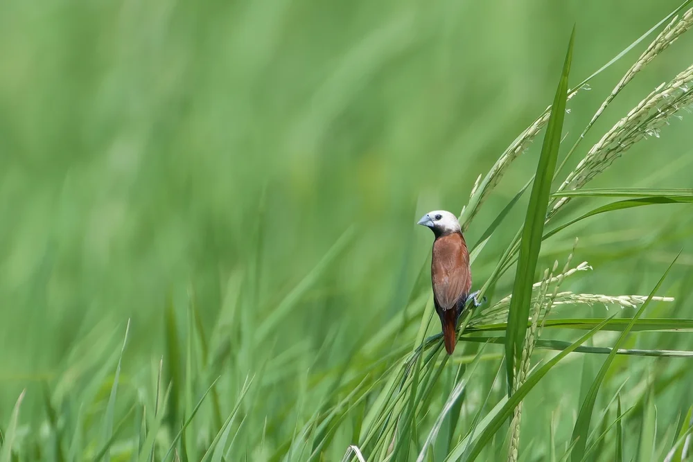 Rostbürzel-Bronzemännchen (Lonchura ferruginosa)
