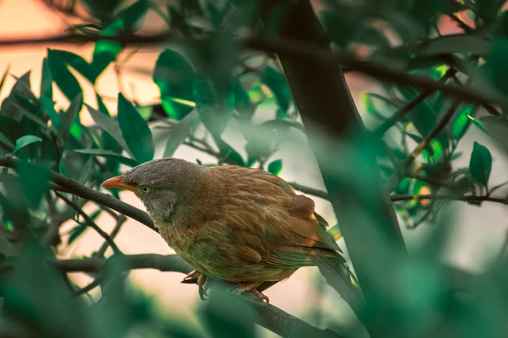 Rostbürzel-Drossling (Turdoides rufescens)