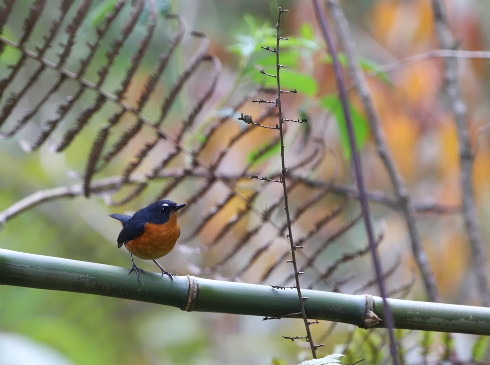 Rostbürzel-Kurzflügel (Weißstirn-Flügelstummel)