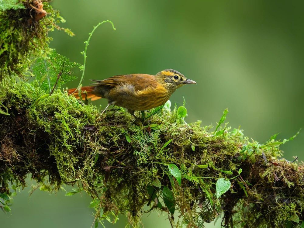 Rostbürzel-Laubtil (Philydor erythrocercum)